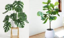 Không khí trong nhà kém khô thoáng và mùi, 5 loại cây lá lớn được trồng vừa đẹp, vừa 'phù trợ' thanh lọc không khí