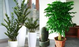 5 loại 'cây phú quý', ý nghĩa tươi tốt, tự nhiên thích hợp để trong phòng khách