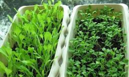 Đây là những loại rau chịu lạnh, không sâu bệnh, sinh trưởng nhanh, có thể ăn nhiều lần, trồng ở ban công là thích hợp nhất! 