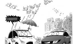 Nóc ô tô liên tục bị phân chim rơi trúng? Thống kê khoa học cho thấy nó liên quan đến màu sắc của ô tô!