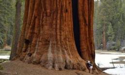 Đáng ngạc nhiên là hai cây có tuổi thọ hơn 2.000 năm, và cây thứ hai có diện tích gấp 4 lần cá voi