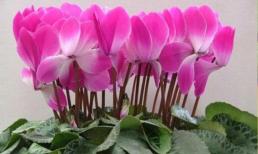 Sau tháng 10 thích hợp để bắt đầu cho 3 loại hoa nở đẹp, dễ chăm sóc