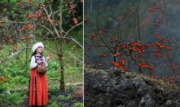 Khung cảnh nên thơ tại Mộc Châu ngay lúc này, đừng bỏ lỡ khi mùa hồng đang trong những ngày chín đỏ