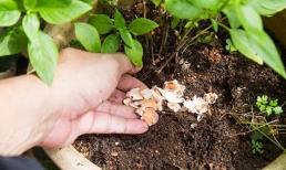 Hai loại “rác” này gia đình nào cũng có, chỉ cần ném vào chậu cây là nụ hoa bật lên và nở bung ra!