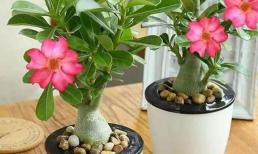 Làm gì khi gặp đất trồng cây đóng cục? Dùng 2 loại này tưới thì đất sẽ tơi xốp, thoáng khí mà không cần thay chậu