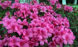 Trồng đỗ quyên trên ban công, hiểu và nắm vững 4 điểm cơ bản