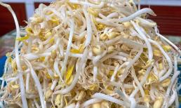 Cách giữ giá đỗ tươi, giòn, không bị thâm đen và để được lâu