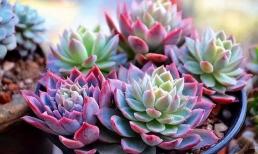 Tưới nước cho cây sen đá rất đặc biệt, hướng dẫn bạn một số mẹo nhỏ, rễ không cụt hoặc teo tóp và lá sẽ tươi tốt