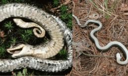 Một loại rắn Hognose thường giả vờ chết để đánh lừa con mồi