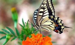 Thấy 3 dấu hiệu này cho thấy bạn sắp gặp nhiều may mắn, phát tài phát lộc