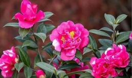 2 loại “hoa ưa phân bón” này phải bón phân trước mùa đông thì hoa mới nở đúng Tết