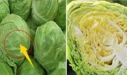 Khi mua bắp cải, bạn nên chọn bắp cải chắc hay lỏng? Người nông dân: Sự khác biệt rất lớn, bạn đừng mua nhầm