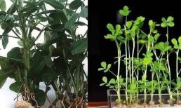 Cách thủy canh cây lạc trong nước làm cảnh 