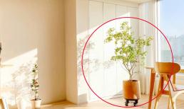 Như có câu: “Phòng khách không thể đặt ở tứ phương thì gia đạo hưng vượng”! Trong nhà có bốn điều này, hãy nhanh tay thay đổi chúng