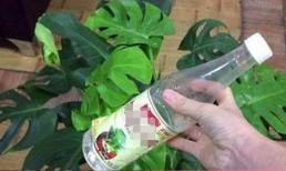 Hôm nay tôi mới biết giấm trắng có tác dụng rất lớn để trồng hoa, không cần bón phân, không cần thay đất, cây vẫn xanh tốt