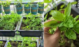 Kinh nghiệm trồng rau thơm ở ban công 2 mét vuông, ít tốn công chăm sóc mà cây lên xanh tốt