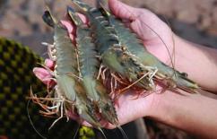 Khi chọn tôm, bạn chỉ cần tập trung vào phần này và đảm bảo mua được tôm ngon nhé!