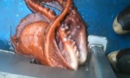 Bạch tuộc và màn tẩu thoát khó tin khỏi thuyền