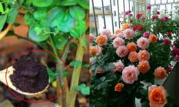 Nếu hoa không nở, bạn hãy tự pha 'nước kích hoa', chỉ cần tưới một chút là nụ sẽ bật ra