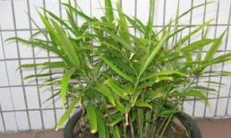 3 thực phẩm thừa trong bếp, ném vào chậu, 30 ngày nữa sẽ ra cây tốt tươi, đẹp mắt hơn cả cây tre may mắn