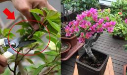 Các chuyên gia dạy 3 cách tỉa hoa giấy để chồi mới ra to khỏe và hoa nở to nhiều màu sắc