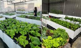 'Mẹ đảm' Hà Nội chi 200 triệu thiết kế vườn rau sạch trên sân thượng