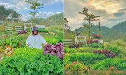 Bỏ Sài Gòn về Đà Lạt, một gia đình tự tay trồng vườn rau sạch xanh tốt, nhìn đã mắt