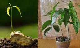 Đừng vứt 4 loại hạt quả này sau khi ăn, dạy bạn vứt chúng vào đất và biến chúng thành một chậu cây cảnh có giá trị kinh tế cao