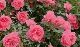 Tưới nước cho hoa hồng cần học những kỹ năng này, để hoa nở và phát triển rực rỡ hơn!