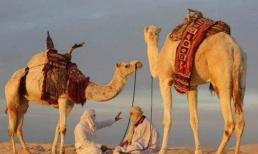 Những con lạc đà trong sa mạc sâu thẳm có thể tồn tại bao lâu mà không có thức ăn và nước uống? bạn không thể nghĩ ra câu trả lời