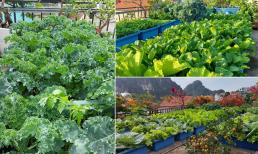 Mê mẩn vườn rau xanh mướt trên sân thượng của mẹ đảm ở Quảng Ninh, bí quyết chăm sóc cực đơn giản