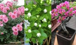 Có 3 loại hoa ở nhà, nhớ cắt một lần khi trời lạnh, chúng sẽ phát triển thịnh vượng và nở nhiều hơn vào năm sau