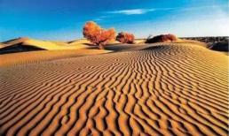 Có rất nhiều cát trong sa mạc, tại sao không sử dụng nó để xây nhà? 