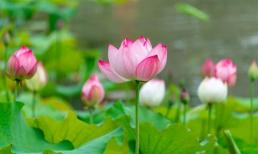 Gặp chuyện không may, đọc thầm vài câu, vận may không mời mà đến