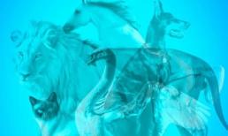 Trắc nghiệm vui: Con vật đầu tiên bạn nhìn thấy sẽ tiết lộ đặc điểm tính cách của bạn