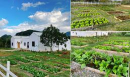 Bỏ phố về quê, cô gái thiết kế căn nhà nhỏ trong mơ ở Mộc Châu, tự tay trồng vườn rau sạch 'nhìn là mê'