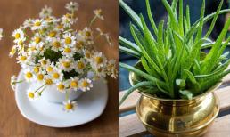 6 loại cây có lợi cho sức khỏe người già, trẻ nhỏ mà bạn nên trồng trong nhà