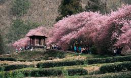 Đài Loan mở lại E-visa Quan Hồng với du khách Việt