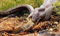 Trăn Miến Điện dài 5,5 mét ở Mỹ nuốt chửng cá sấu dài 1,5 mét! Chuyên gia Florida, Mỹ lo ngại tình trạng nuôi làm thú cưng rồi thả tự do