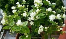 Trồng hoa nhài sau đông, làm đúng 4 điều này, sang năm hoa nhài sẽ lớn mạnh và nở nhiều hơn