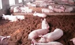 Tại sao lợn không thể sử dụng sàn bê tông?