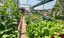 Mẹ đảm ở Hải Phòng chia sẻ kinh nghiệm trồng rau trên sân thượng, đủ cho cả nhà dùng quanh năm 