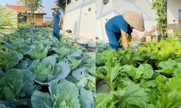 Về hưu, một cô giáo Hà Nội trồng rau trên sân thượng, bí quyết đơn giản để cho năng suất cao