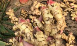 Đừng trữ gừng trong tủ lạnh nữa. Bác nông dân dạy cách hay để gừng tươi cả năm không hỏng