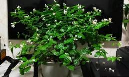 4 loại hoa đặt trong nhà thì hết bệnh vặt, vừa đẹp, dễ trồng lại thiết thực!