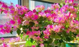 Luôn chuẩn bị 4 loại nước nuôi hoa cây cảnh, giúp kích rễ, kích lá thúc hoa, tốt hơn cả hormone