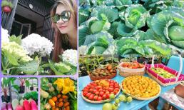 'Đã mắt' với vườn rau trên sân thượng của mẹ 4 con ở TP Hồ Chí Minh