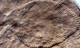 Sự tuyệt chủng hàng loạt sớm nhất của Trái đất được phát hiện trong hồ sơ hóa thạch