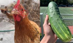 Làm sao để biết một con gà đẻ trứng màu gì, chỉ cần nhìn vào bộ phận này và những chi tiết thú vị trong cuộc sống ít người biết 