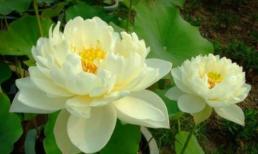 Trắc nghiệm tâm lý: Bạn thấy hoa sen nào tinh khiết nhất? Kiểm tra mức độ hấp dẫn của bạn đối với người khác giới